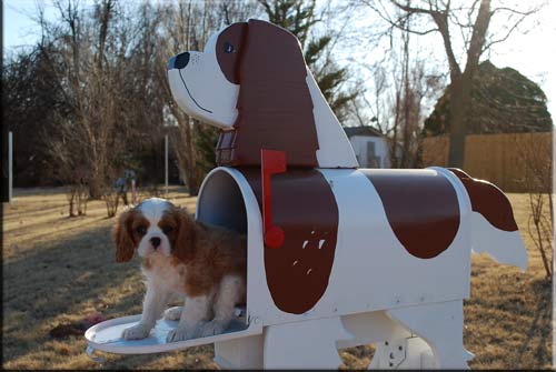 Cavalier puppy in a mailbox