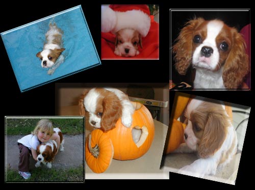 Cavalier puppies with a crown