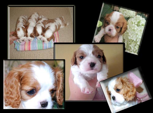 Cavalier puppies playing