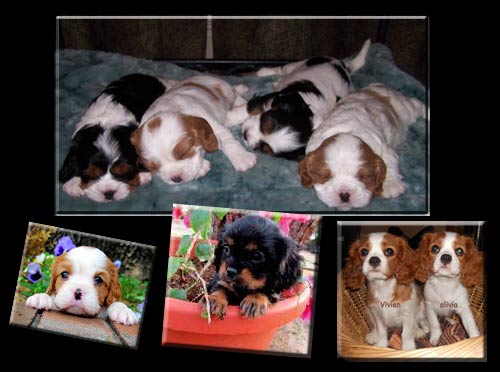Cavalier puppies in a basket