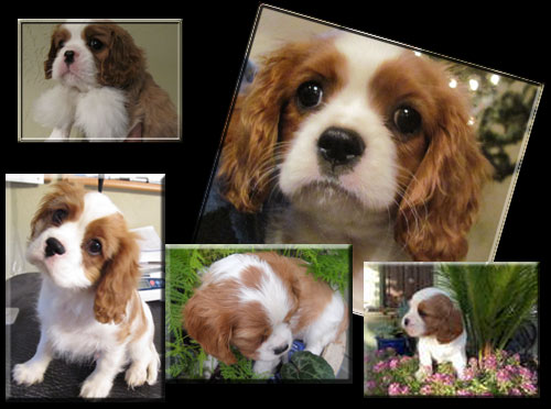 Cavalier puppy with a crown