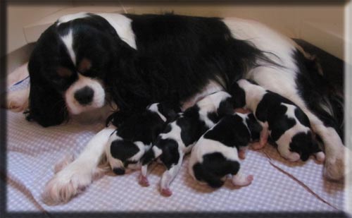 Group of Cavalier puppies