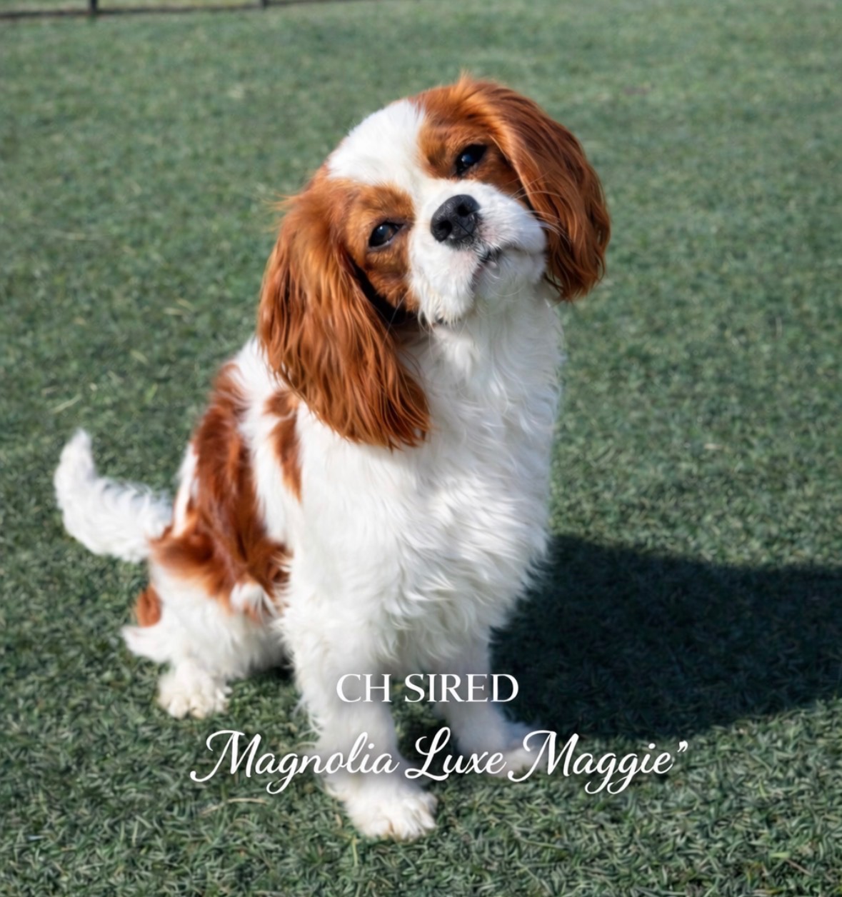 AKC Maggie, Female Cavalier King Charles Spaniel at Laurel Crown Cavaliers