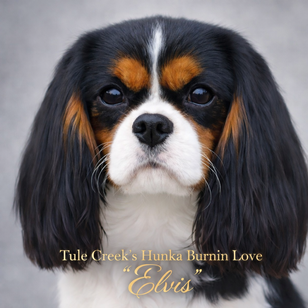 Elvis Hunk of Burn’n Love, Male Cavalier King Charles Spaniel at Laurel Crown Cavaliers