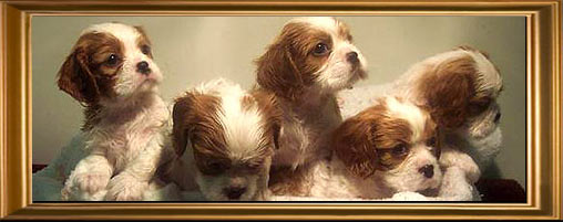 Laurel Crown Cavalier Puppies in a basket