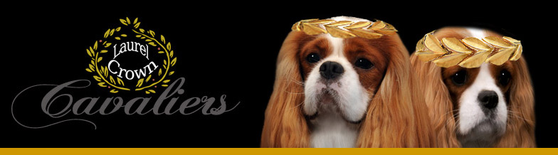 Laurel Crown Cavaliers